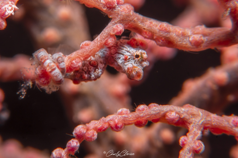 A Bargibanti Pigmy Seahorse