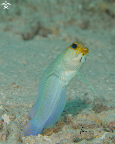 A Yellowhead Jawfish