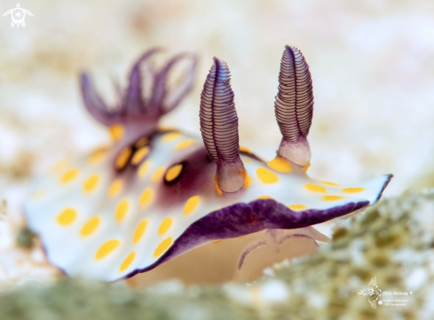 A Goniobranchus annulatus (Eliot, 1904)  | Nudibranch