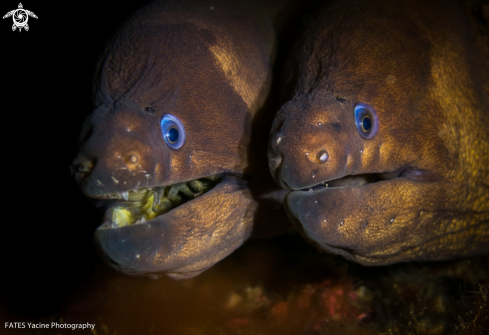 A Moray eel