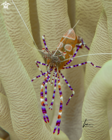 A Perclimenes yucatanicus | Yucatan Cleaner Shrimp