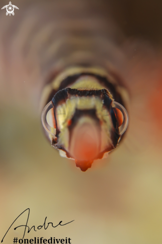 A banded pipefish