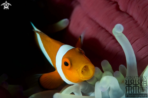 Clownfish