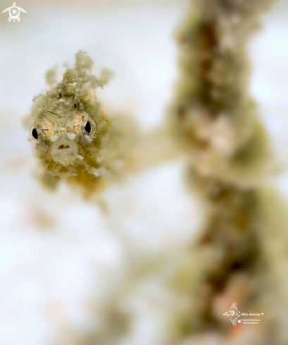 A Shortpouch Pygmy Pipehorse