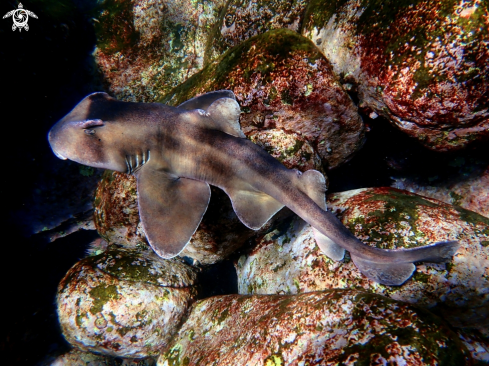 A Crested horn shark