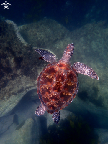 A Green turtle