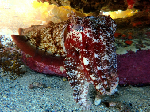 A Sepia apama | Australian giant cuttlefish