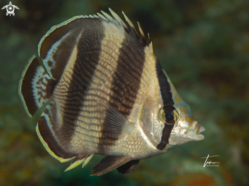 A Chaetodon striatus | Banded Butterflyfish