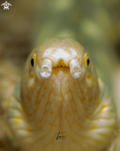 A Myrichthys breviceps | Sharptail Snake eel