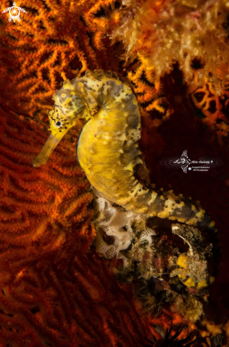 A Hippocampus comes (Cantor, 1849) | Tiger Tail Seahorse