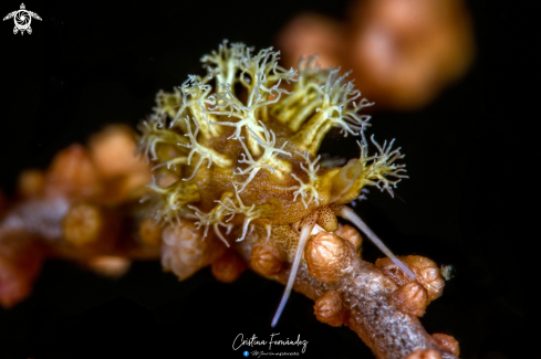 A Phenacovolva sp. | Cowrie