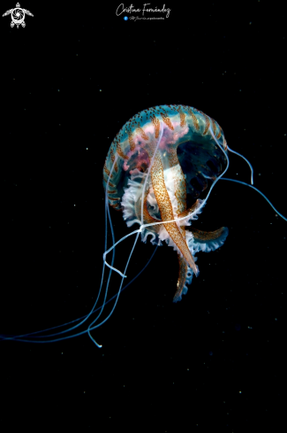 A Jellyfish