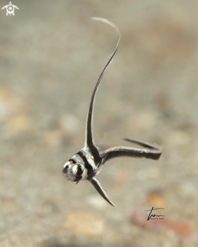 A Equetus punctatus | Spotted Drum