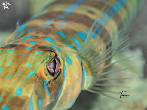 A Cornetfish