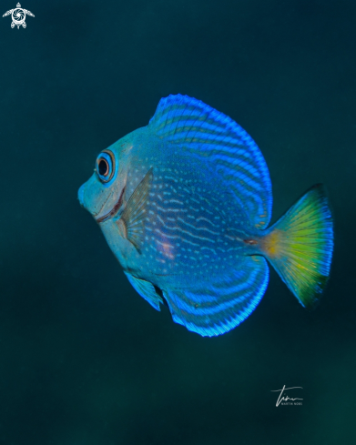 A Acanthurus coeruleus | Blue Tang