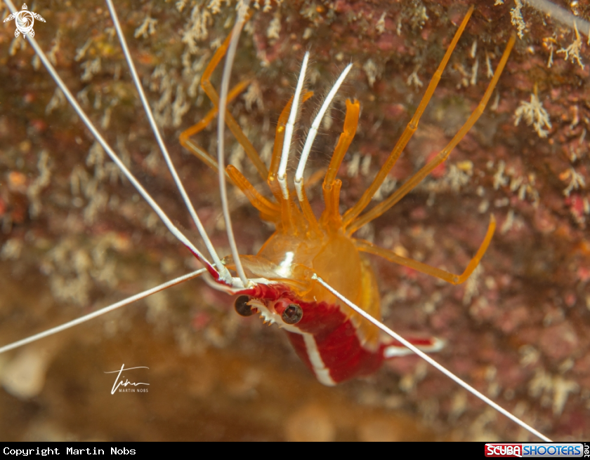 A Scarlet-striped cleaner Shrimp