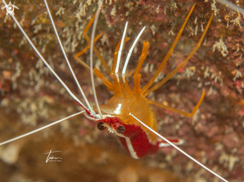 A Lysmata grabhami | Scarlet-striped cleaner Shrimp