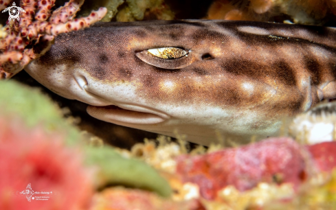 A Atelomycterus marmoratus (Anonymous [Bennett], 1830) | Coral Catshark