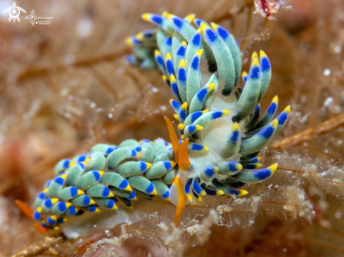 A Trinchesia sp.   | Trinchesia Sea Slug 