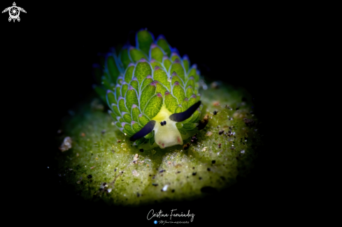 A Nudibranch