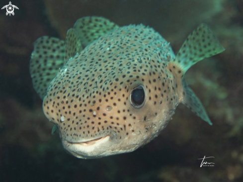 A Diodon hystrix | Porcupinefish