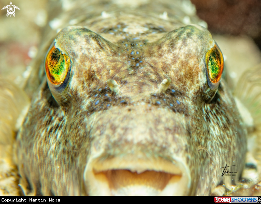 A Bandtail Pufferfish