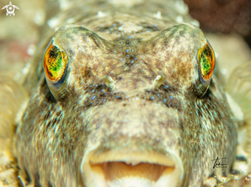 A Bandtail Pufferfish