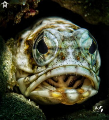 A Jawfish 