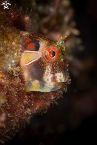 A Tube blenny