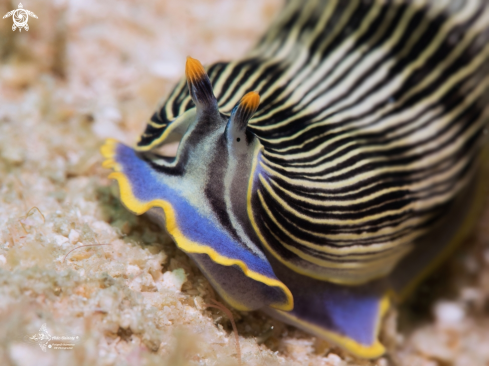 A Armina Nudibranch