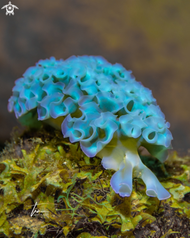 A Elysiy crispata | Lettuce Sea Slug