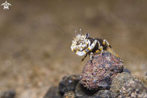 A Gnathophyllum americanum | Bumblebee Shrimp