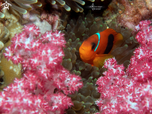 A Amphiprion ephippium (Bloch, 1790) | Red saddleback anemonefish juvenil
