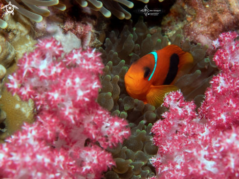 A Red saddleback anemonefish juvenil