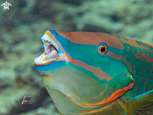 A Sparisoma viride | Stoplight Parrotfish