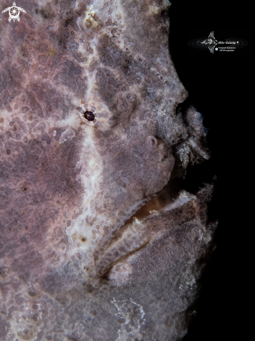 A Giant Frogfish