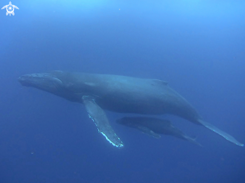 A humpback whale