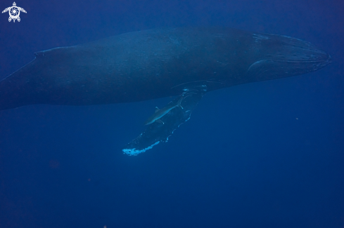 A humpback whale