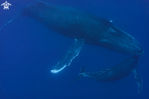 A humpback whale | humpback whale