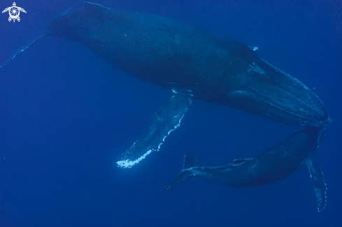 A humpback whale