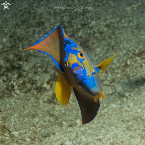 A Queen angelfish