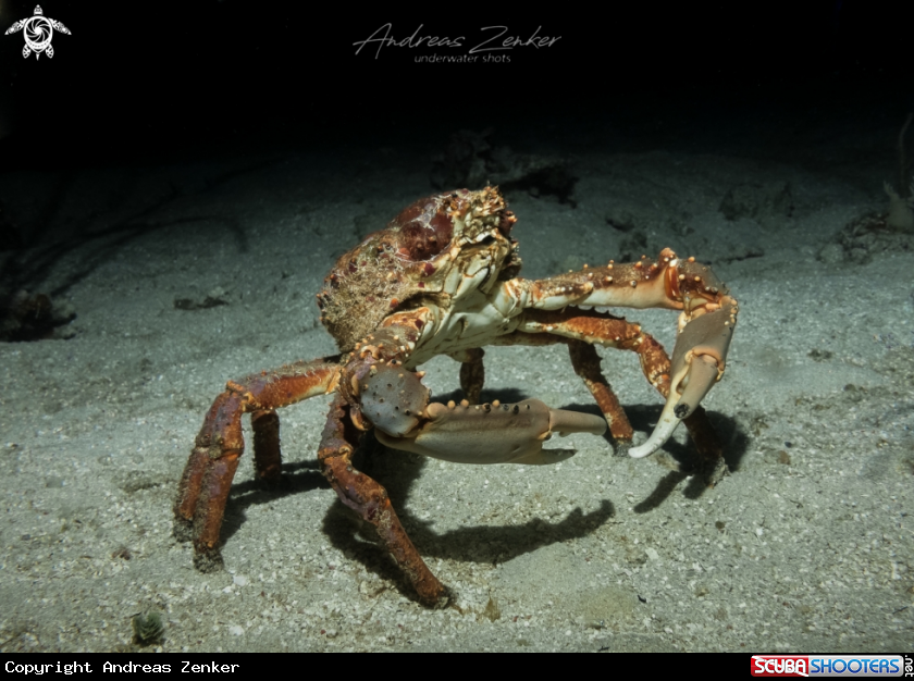 A Channel clinging crab