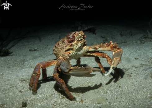 A Channel clinging crab