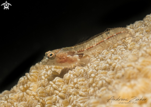 A Southern smoothhead glass blenny