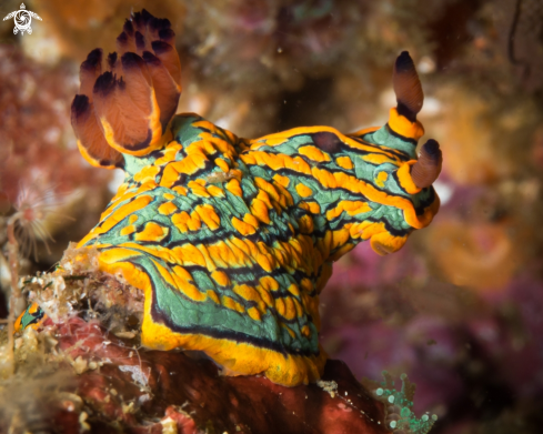 A Tambja abdere nudibranch | Tambja abdere nudibranch