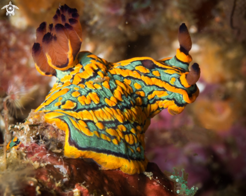 A Tambja abdere nudibranch