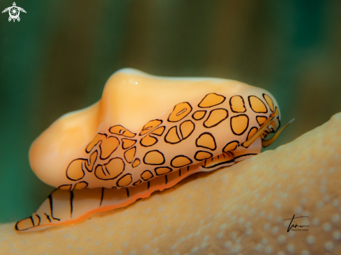 A Flamingo tongue