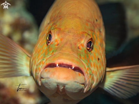 A Tiger Grouper