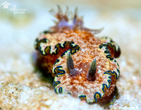 A Glossodoris Nudibranch