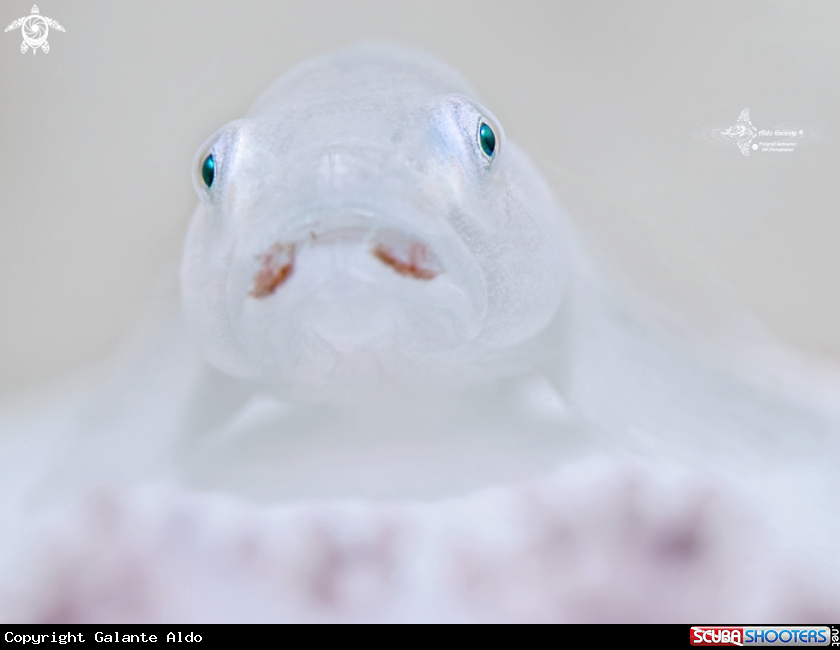 A White Goby